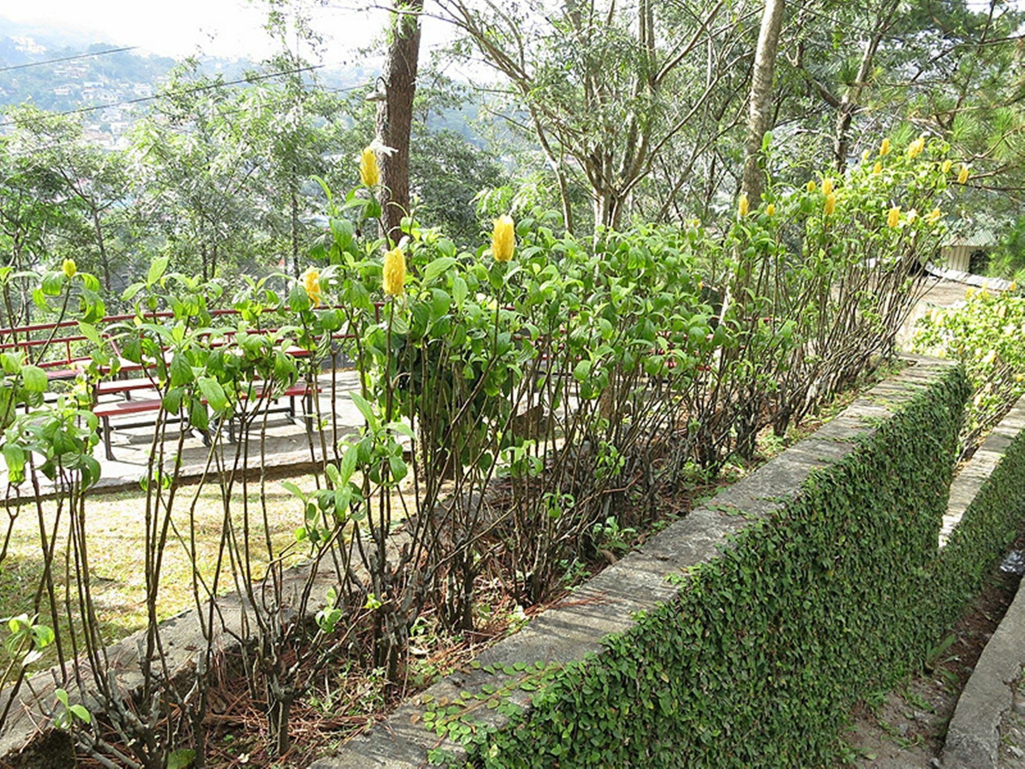 Pine Breeze Cottages Baguio City Exterior photo